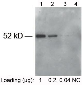 HRP conjugated Rabbit Polyclonal Antibody to E-tag