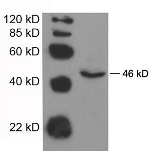 Rabbit Polyclonal Antibody to IDO(Discontinued)