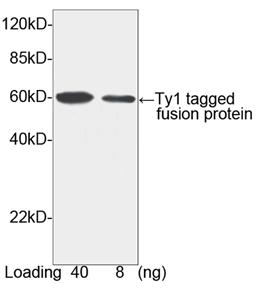 Rabbit Polyclonal Antibody to Ty1-tag