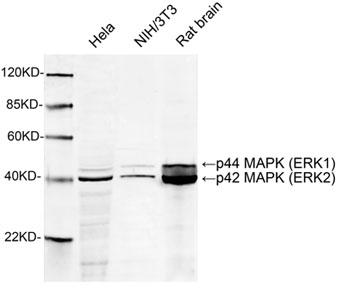 Rabbit Polyclonal Antibody to ERK2(Discontinued)