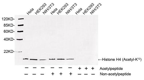 Rabbit Polyclonal Antibody to Histone H4(Discontinued)