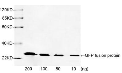 Rabbit Polyclonal Antibody to GFP