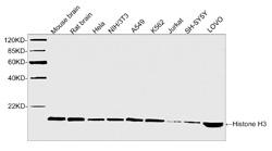 Rabbit Polyclonal Antibody to Histone H3 (Discontinued)