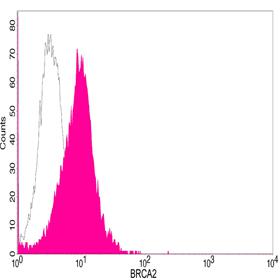 Rabbit Polyclonal Antibody to BRCA2(Discontinued)