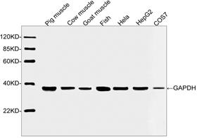 Mouse Monoclonal Antibody to GAPDH (Clone : 3B1E9)(Discontinued)