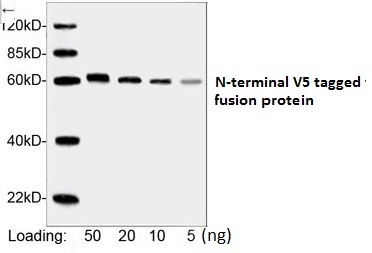 Mouse Monoclonal Antibody to  V5 Tag (Clone : 4C12E11) (Discontinued)