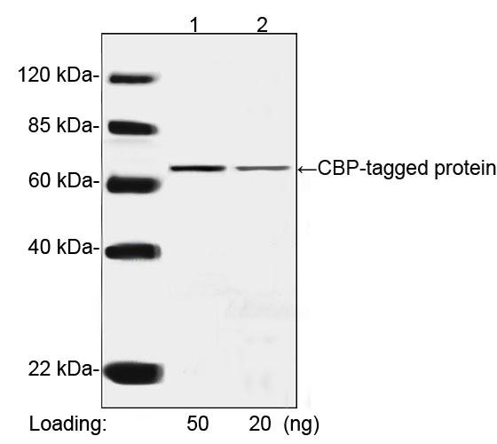 Mouse Monoclonal Antibody to CBP Tag (Clone : 1D11E5)