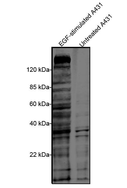 Mouse Monoclonal Antibody to Phosphotyrosine (Clone : 5E10E1)(Discontinued)