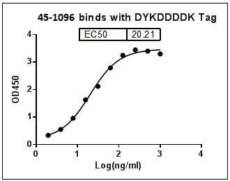 HRP conjugated Rabbit Monoclonal Antibody to DYKDDDDK Tag (Clone : 114F12C8)