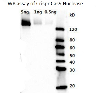 Rabbit Polyclonal Antibody to Crispr/Cas9