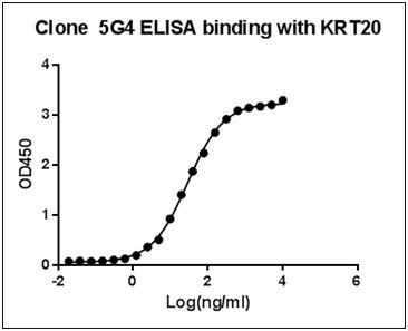 Mouse Monoclonal Antibody to Human KRT20 (Clone : 5G4)(Discontinued)