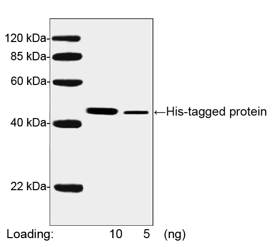 HRP conjugated Mouse Monoclonal Antibody to His-tag (Clone : 6G2A9)