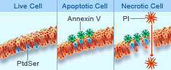 Apoptosis Detection kits