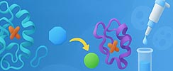 Metabolic Enzyme and Protease