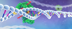 Molecular Biology Kits