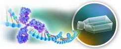 Recombinant Biosimilar Antibodies