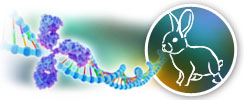 Recombinant Rabbit Antibodies