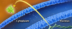 Stable Cell Lines