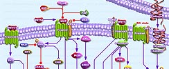 WNT Signaling