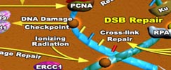 DNA methylation and Repair