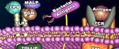 NF-kB Pathway