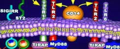 TLR and Innate Immunity