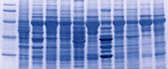 Western Blot membranes (Quick blots/ Q Blots)