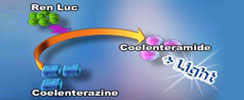 Luciferase reporter assay kits