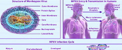 Monkeypox Virus Infection