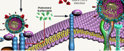 Toll-Like Receptors in COVID-19 Pathogenesis