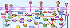 14-3-3 Induced Apoptosis