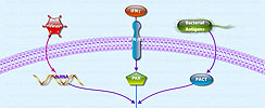 Activation of NF-KappaB by PKR