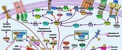 Akt Signaling