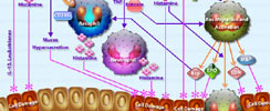 Allergic Response Pathway