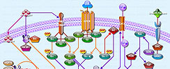 Androgen Signaling