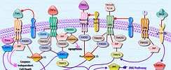 Apoptosis through Death Receptors