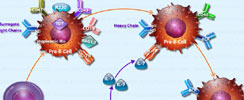 B-Cell Development