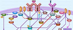 BCR Pathway