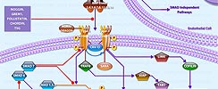 BMP Pathway