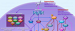 BRCA1 Pathway