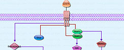 CD27 Pathway