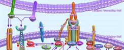 CD28 Signaling in T-Helper Cell