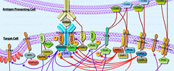 CTLA4 Signaling