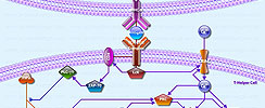 Calcium Mediated T-Cell Apoptosis