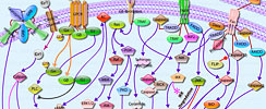 Caspase Cascade