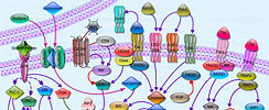 Cellular Apoptosis Pathway