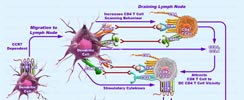 Chemokine in Anti-Tumor Immune Response