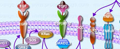 Colorectal Cancer Metastasis