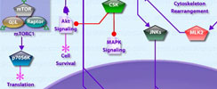 EGF Pathway