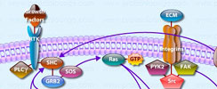 ERK Signaling